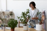 Plant Paradise: 15 Low-Maintenance Houseplants for Effortless Greenery!